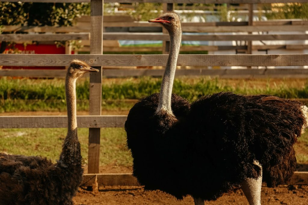 =Как живут страусы в Сибири