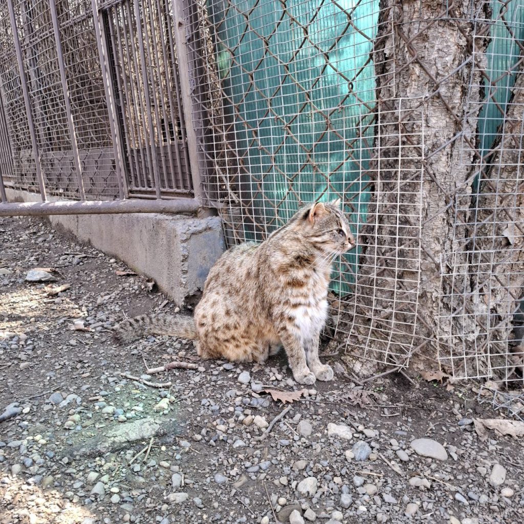 =Путешествие в сердце Дальнего Востока